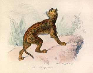 Ilustración del libro "Obras Completas de Buffon": Les Quadrupedes: Le jaguar (grabado)