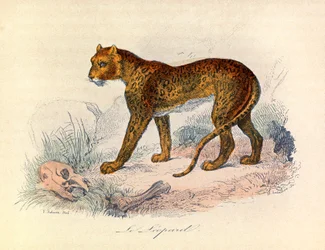 Ilustración del libro "Obras Completas de Buffon": Les Quadrupedes: Le leopard (grabado)