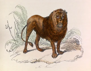 Ilustración del libro "Obras Completas de Buffon": Les Quadrupedes: Le lion (grabado)