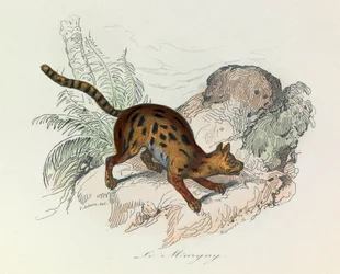 Ilustración del libro "Obras Completas de Buffon": Les Quadrupedes: Le margay (grabado)