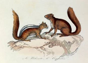 Ilustración del libro "Obras Completas de Buffon": Les Quadrupedes: Le palmist et le coquallin (grabado)