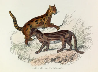 Ilustración del libro "Obras Completas de Buffon": Les Quadrupedes: Le serval et l