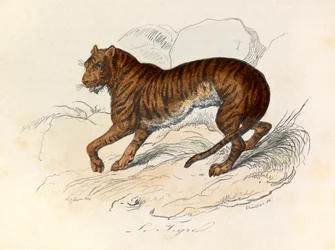 Ilustración del libro "Obras Completas de Buffon": Les Quadrupedes: Le tigre (grabado)