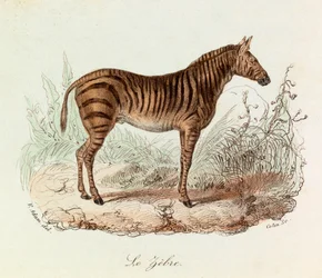 Ilustración del libro "Obras Completas de Buffon": Les Quadrupedes: Le zebre (grabado)