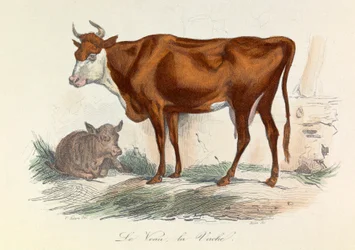 Ilustración del libro "Obras completas de Buffon": Les animaux: La coache et son veau (grabado)