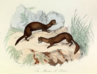 Ilustración del libro "Obras completas de Buffon": Les animaux: La marte et le fertois (grabado)