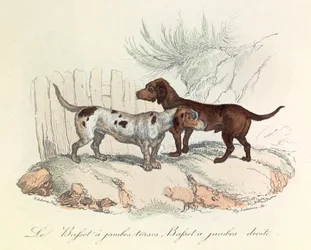 Ilustración del libro "Obras completas de Buffon": Les animaux: Le basset a torso legs et le basset a straight legs (grabado)