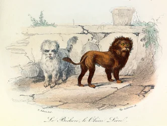 Ilustración del libro "Obras completas de Buffon": Los animales: Le bichon et le chien lion (grabado)