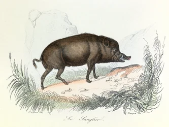 Ilustración del libro "Obras completas de Buffon": Les animaux: Le boar (grabado)
