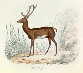 Ilustración del libro "Obras completas de Buffon": Les animaux: Le cerf (grabado)