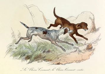 Ilustración del libro "Obras completas de Buffon": Les animaux: Le chien courant et le chien courant metis (grabado)