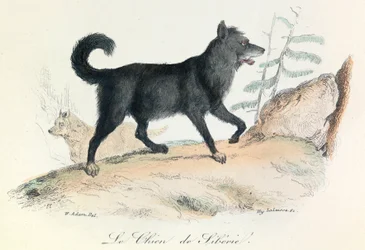 Ilustración del libro "Obras completas de Buffon": Les animaux: Le chien de Siberie (grabado)