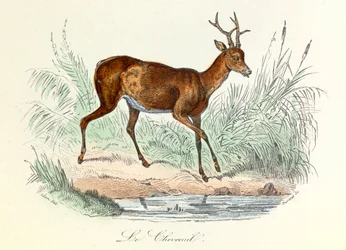 Ilustración del libro "Obras completas de Buffon": Les animaux: Le deer (grabado)