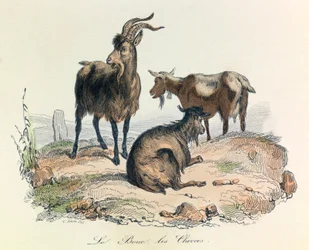Ilustración del libro "Obras completas de Buffon": Les animaux: Le goat et les goats (grabado)