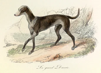 Ilustración del libro "Obras completas de Buffon": Les animaux: Le grand danish (grabado)