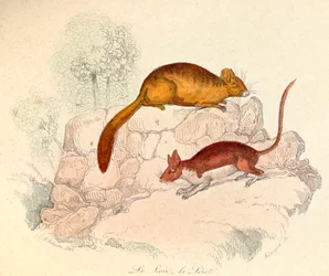 Ilustración del libro "Obras completas de Buffon": Les animaux: Le loir et le lerot (grabado)