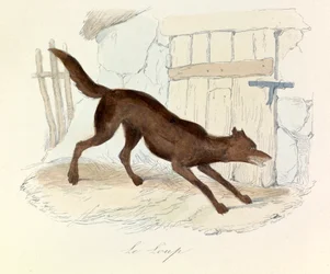 Ilustración del libro "Obras completas de Buffon": Les animaux: Le loup (grabado)