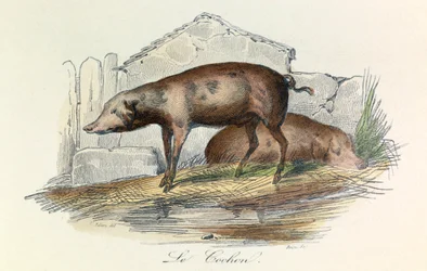Ilustración del libro "Obras completas de Buffon": Les animaux: Le pichon (grabado)