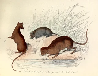 Ilustración del libro "Obras Completas de Buffon": Les animaux: Le rat perchat, le vole et le rat d