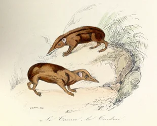 Ilustración del libro "Obras completas de Buffon": Les animaux: Le tanrec et le tendrac (grabado)