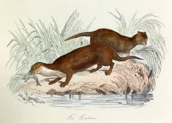 Ilustración del libro "Obras completas de Buffon": Les animaux: Les ottres (grabado)