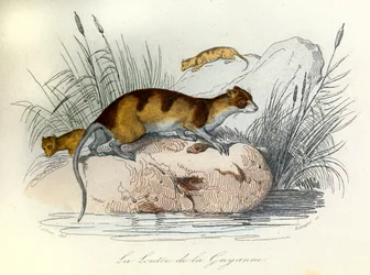 Ilustración del libro "Obras completas de Buffon": Los animales domésticos: La nutria de Guiana (grabado)