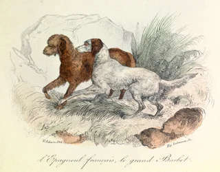 Ilustración de Spaniel francés y Gran Barbet con nomenclatura de Linneene y clasificación de Cuvier (grabado)