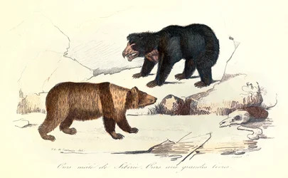 Ilustración de oso macho siberiano y osa de labios grandes, clasificados por Linneene y Cuvier (grabado)