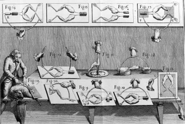 Ilustración de experimentos de Luigi Galvani, físico y médico italiano (1737 - 1798) explicando el paso de corriente eléctrica moviendo las patas de una rana.