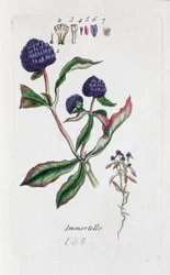 Siempreviva (Amarantina, Gomphrena globose)