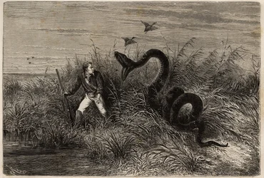 Incidente durante una caza de patos en los pantanos de Pointe aux Moustiques o Pointe Macouria (Guayana Francesa), ataque de una boa al cazador al acecho. Grabado para ilustrar el viaje a la Guayana Francesa en 1862-1863, por Frederic Bouyer, capitán de fr