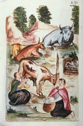 Pastores indios cuidando vacas, del libro "Trujillo del Perú" o "Códice Martínez Compañón", por Baltazar Martínez Compañón y Bujanda, obispo de Trujillo (1782-1785)