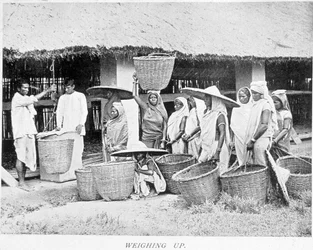 Cosecha de té en India: campesinos indios pesando té