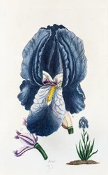Iris