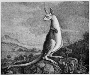 Canguro del dibujo del Capitán Cook que lo descubrió en Australia - de un grabado en cobre de 1774