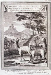 Llamas de Perú - en “Viaje Histórico de América del Sur hecho por Orden del Rey de España por Don Jorge Juan y Don Antonio de Ulloa”, T.1, en C.A. Jombert, Librería del Rey, París