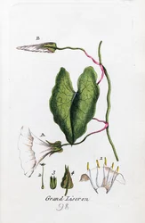 Enredadera grande