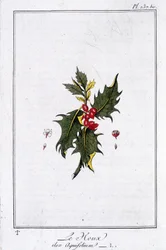 El acebo (Ilex Aquifolium) - en “Ejercicios de botánica para el uso de los comerciantes”, escrito por J.C. Philibert, Imprimerie de Crapelet, París