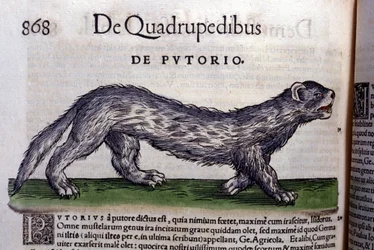 Le fertois - en Historia Animalium de Conrad Gesner, Tiguri