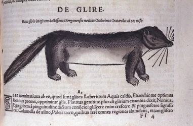 El lirón en Historia Animalium por Conrad Gesner (1516 - 1565), Tiguri