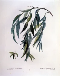 Hoja de sauce llorón (Salix babylonica)