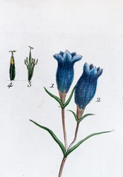 Genciana pequeña (Genciana de los pantanos
