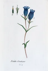 Genciana pequeña (Genciana de los pantanos