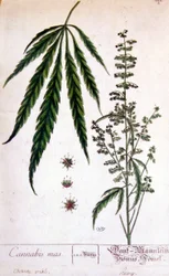 Planta de cannabis macho. Grabado del siglo XIX.