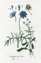 Escabiosa de los prados