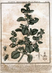 Planta medicinal de Francia: la belota fétida