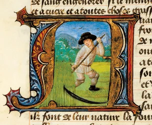 Medicina: un campesino segando el trigo. Miniatura tomada del Tratado de Medicina de Aldebrando de Florencia