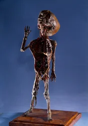 Medicina: figurilla de cáscara