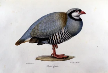 Lámina de historia natural representando una perdiz griega. Grabado del siglo XIX.