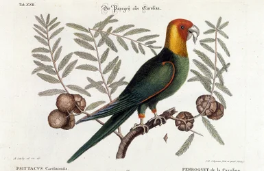 Ornitología: loro de Carolina (Psittacus caroliniensis)
